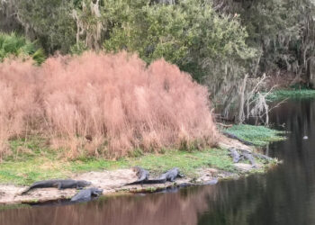 Forest and wetlands in Paynes Prairie Preserve State Park, Gainesville. (Image courtesy of Yunpeng Liu, UF/IFAS Invasion Science Research Institute)