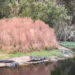 Forest and wetlands in Paynes Prairie Preserve State Park, Gainesville. (Image courtesy of Yunpeng Liu, UF/IFAS Invasion Science Research Institute)