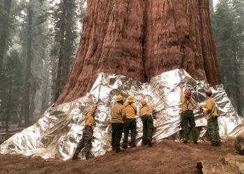Firefighters and natural resource specialists wrap the General Sherman Tree with fire protection wrap during the KNP Complex Fire in 2021 to help protect it from fire burning into old cavities or fire scars. (Elizabeth Wu/National Park Service, Public domain, via Wikimedia Commons)