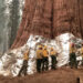 Firefighters and natural resource specialists wrap the General Sherman Tree with fire protection wrap during the KNP Complex Fire in 2021 to help protect it from fire burning into old cavities or fire scars. (Elizabeth Wu/National Park Service, Public domain, via Wikimedia Commons)