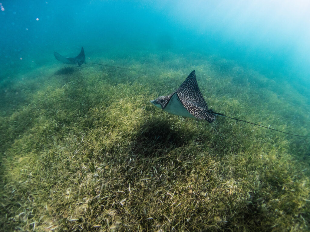 Eagle rays swim over a seagrass meadow in Quintana Roo, Mexico. (Photo by Ben Jones/Ocean Image Bank, CC BY-NC)