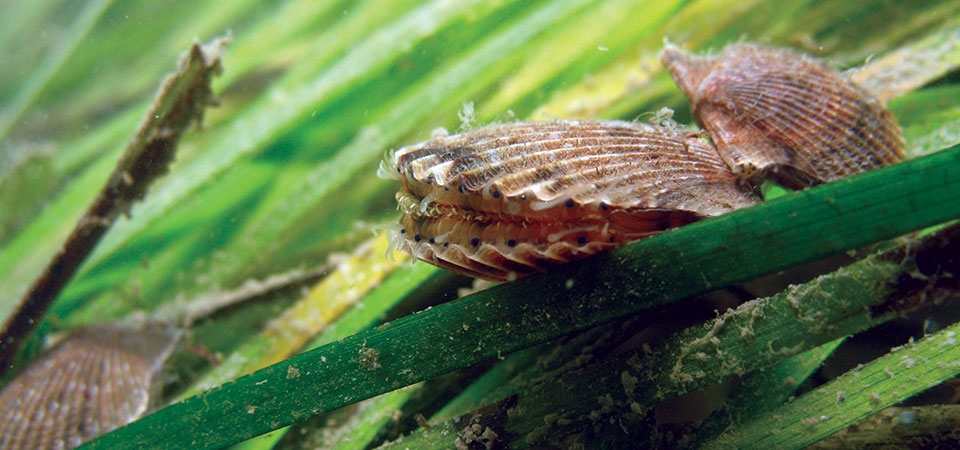 If mollusks are doing well, it’s likely that everything else in a marine environment is too, and vice versa. Efforts by NOAA to restore seagrass beds along Virginia's eastern shore ensure that bay scallops like these can continue to thrive. (Image by Bob Orth/NOAA)