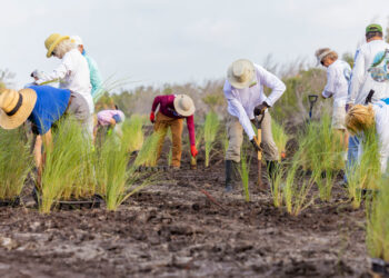 Volunteers plant mangroves. (Photo courtesy Sanibel-Captiva Conservation Foundation)
