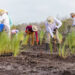 Volunteers plant mangroves. (Photo courtesy Sanibel-Captiva Conservation Foundation)