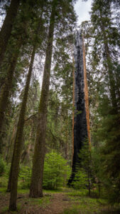 A sequoia hollowed by fire at Kings Canyon National Park in California (NPS, Public domain, via Wikimedia Commons)