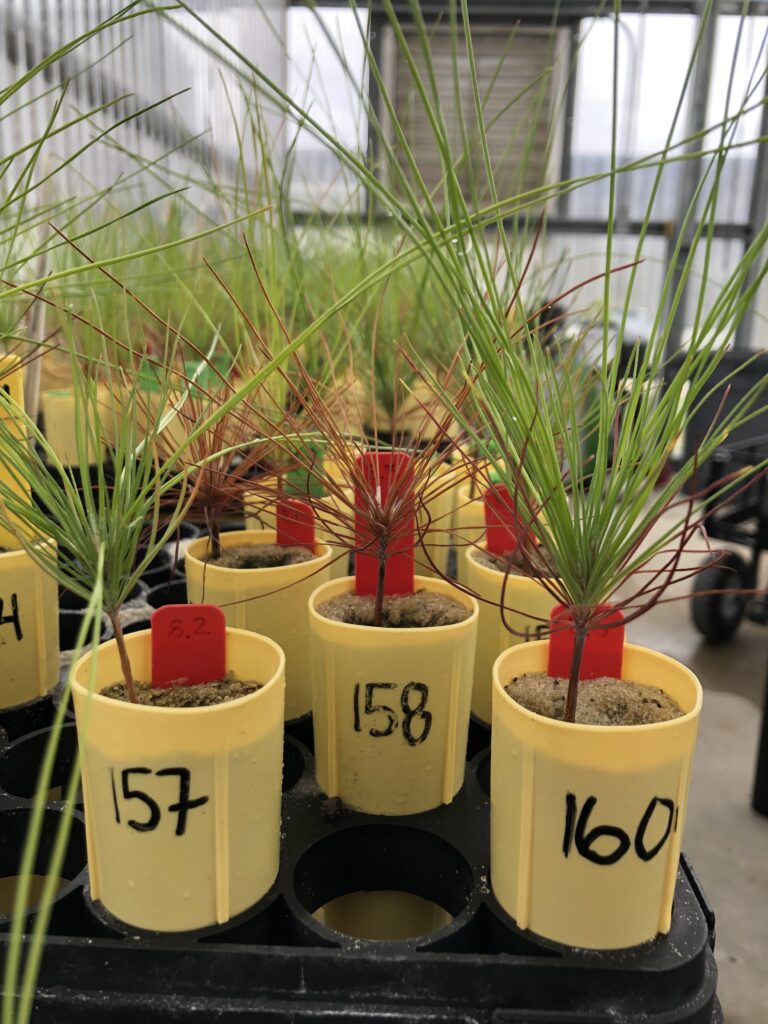 South Florida slash pine seedlings from the salinity experiment shows seedlings in the high salt treatment suffering from salt stress. The pine needles start showing signs of chlorosis (light greening) and eventually redden and die. (Photo credit: Elena Karlsen-Ayala)