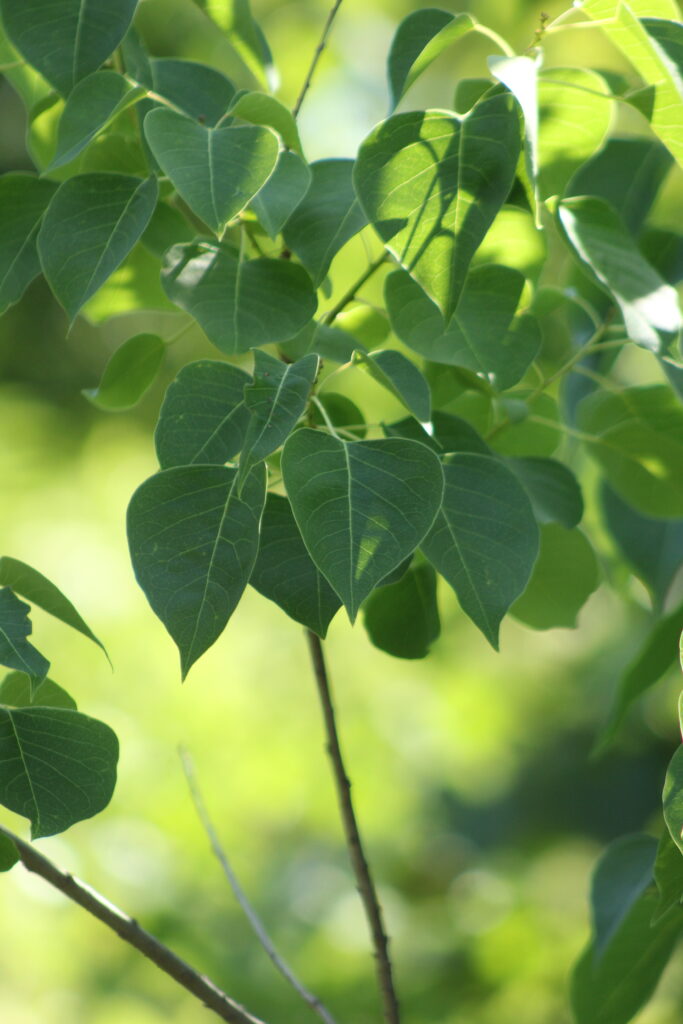 Caption: Chinese tallow, Triadica sebifera, is one of the top five frequently occurred invasive trees identified and recorded in eastern United States forests. (Courtesy of Anelise Bullard, University of Florida)