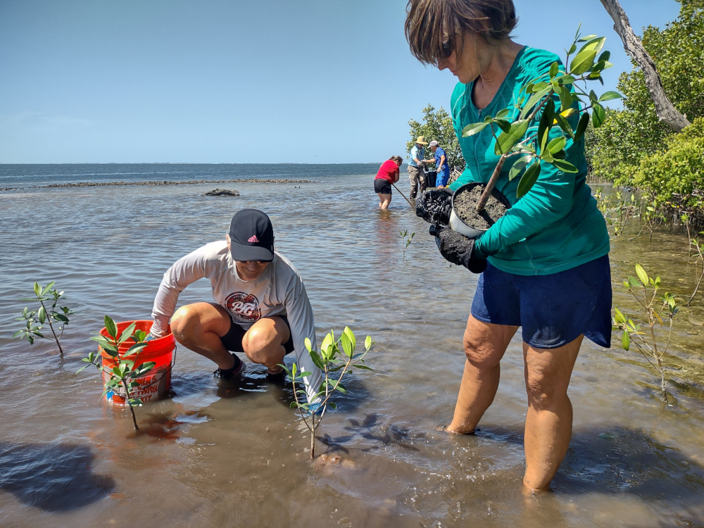 Volunteers plant mangroves. (Photo courtesy Sanibel-Captiva Conservation Foundation)
