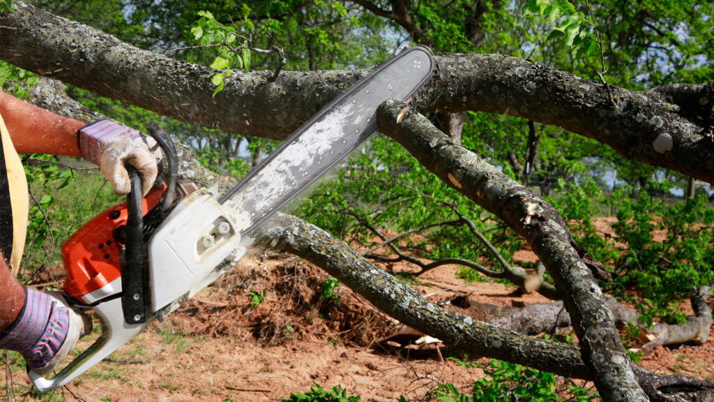 A chainsaw cutting a tree branch (iStock image)