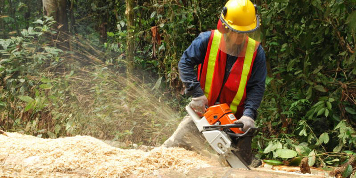 A chainsaw being used to cut a tree (Diego Tirira, CC BY-SA 2.0, via Wikimedia Commons)