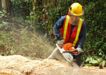 A chainsaw being used to cut a tree (Diego Tirira, CC BY-SA 2.0, via Wikimedia Commons)