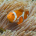 A clownfish in a sea anemone (Diego Delso, CC BY-SA 4.0, via Wikimedia Commons)