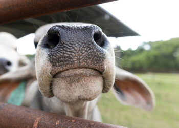 A curious cow peeks through a gate at a UF/IFAS research facility. (Cat Wofford, UF/IFAS)