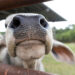 A curious cow peeks through a gate at a UF/IFAS research facility. (Cat Wofford, UF/IFAS)