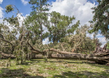 A downed tree (UF/IFAS photo)