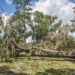 A downed tree (UF/IFAS photo)