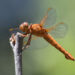 Dragonflies, just like bees and butterflies, face threats that humans can help prevent. (Christopher Halsch)