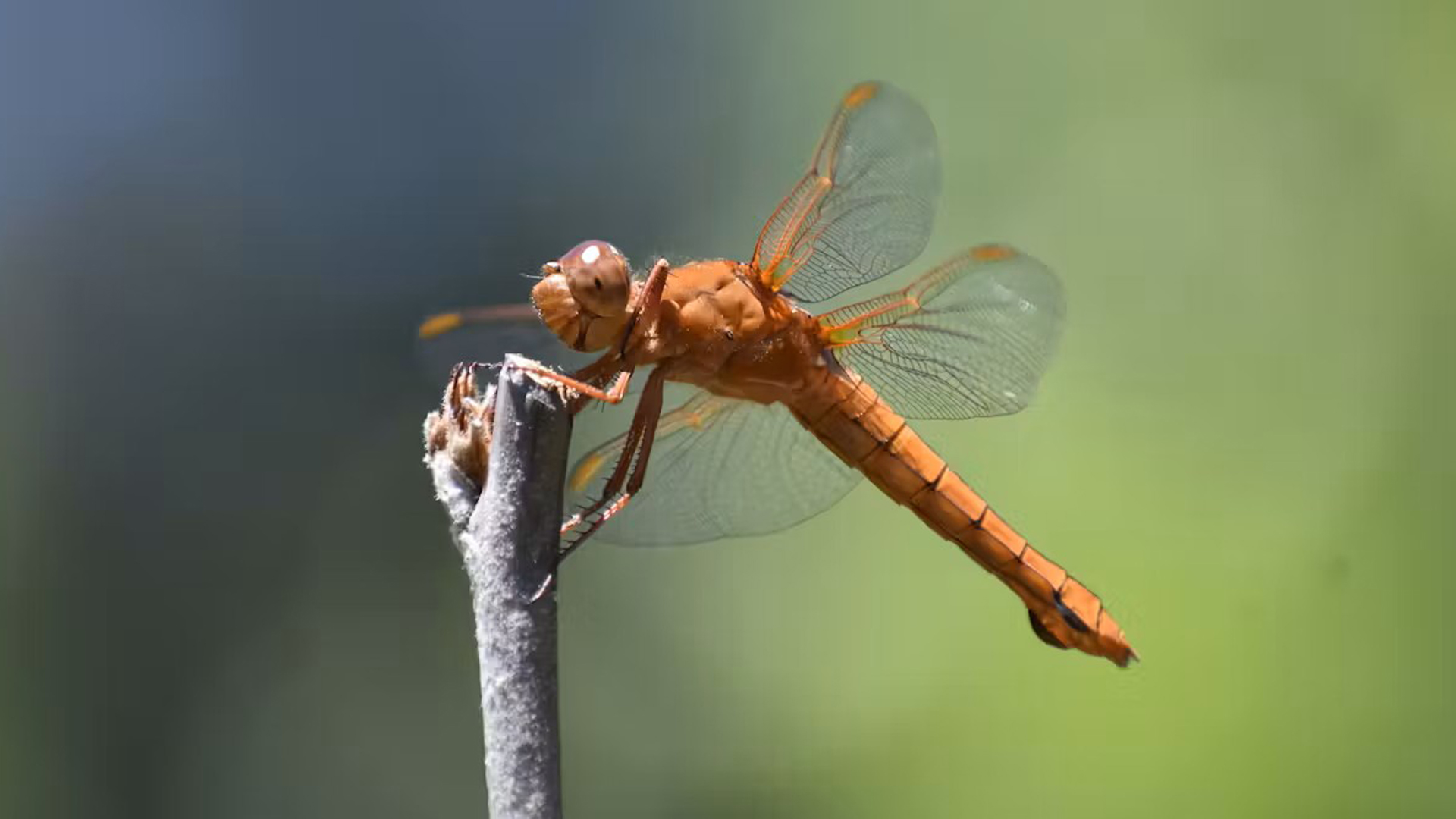 Humans are killing helpful insects in hundreds of ways − simple steps ...
