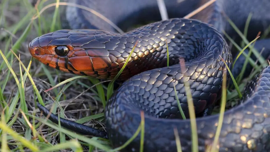 An eastern indigo snake in the grass (USFWS, Public domain, via Wikimedia Commons)