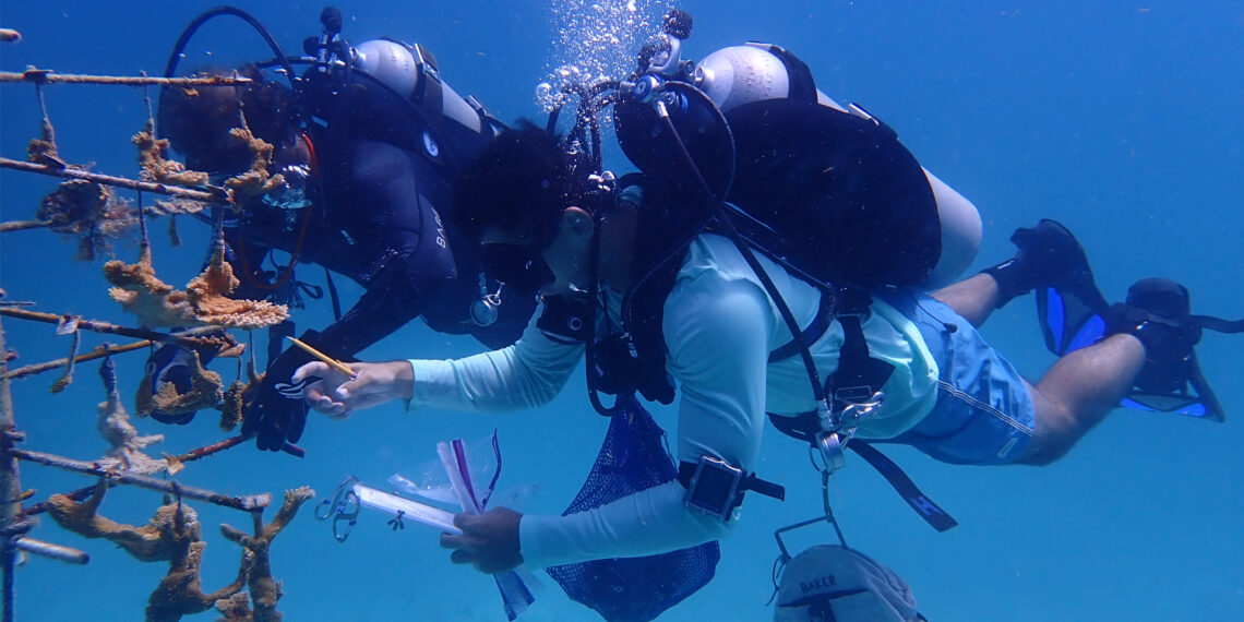 Scientists Rich Karp (left) and Fabrizio Lepiz-Conejo, examine elkhorn coral fragments from one of the coral restoration nursery sites used in the study. (Image: Hilary Wind, Shedd Aquarium)
