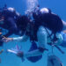 Scientists Rich Karp (left) and Fabrizio Lepiz-Conejo, examine elkhorn coral fragments from one of the coral restoration nursery sites used in the study. (Image: Hilary Wind, Shedd Aquarium)