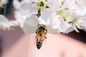 A bee enjoys pollen from a cherry blossom. Pollen is a primary source of protein for bees. (Ivan Radic/Flickr, CC BY)