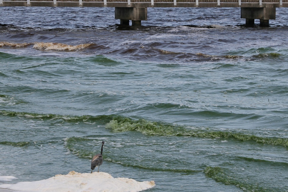 Florida’s Indian River Lagoon in 2019, which has suffered from frequent harmful algal blooms that have damaged habitats like seagrass beds. (Photo credit: Brian Lapointe, Ph.D., FAU Harbor Branch)