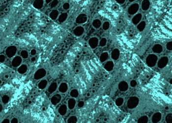 A microCT image shows the distribution of the iron mineral in the wood cell wall (in turquoise). (FAU)