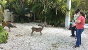 USDA staff dosing and marking deer at Big Pine Key as part of screwworm eradication efforts in 2016. (Jennifer Koches/USFWS Southeast, Public domain, via Wikimedia Commons)