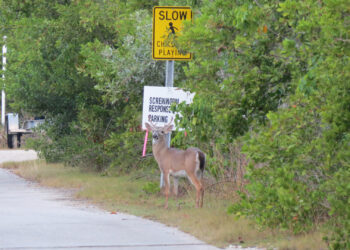 A Key deer buck by the road during screwworm response efforts in the Florida Keys. (Jennifer Koches/USFWS Southeast, Public domain, via Wikimedia Commons)