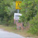 A Key deer buck by the road during screwworm response efforts in the Florida Keys. (Jennifer Koches/USFWS Southeast, Public domain, via Wikimedia Commons)