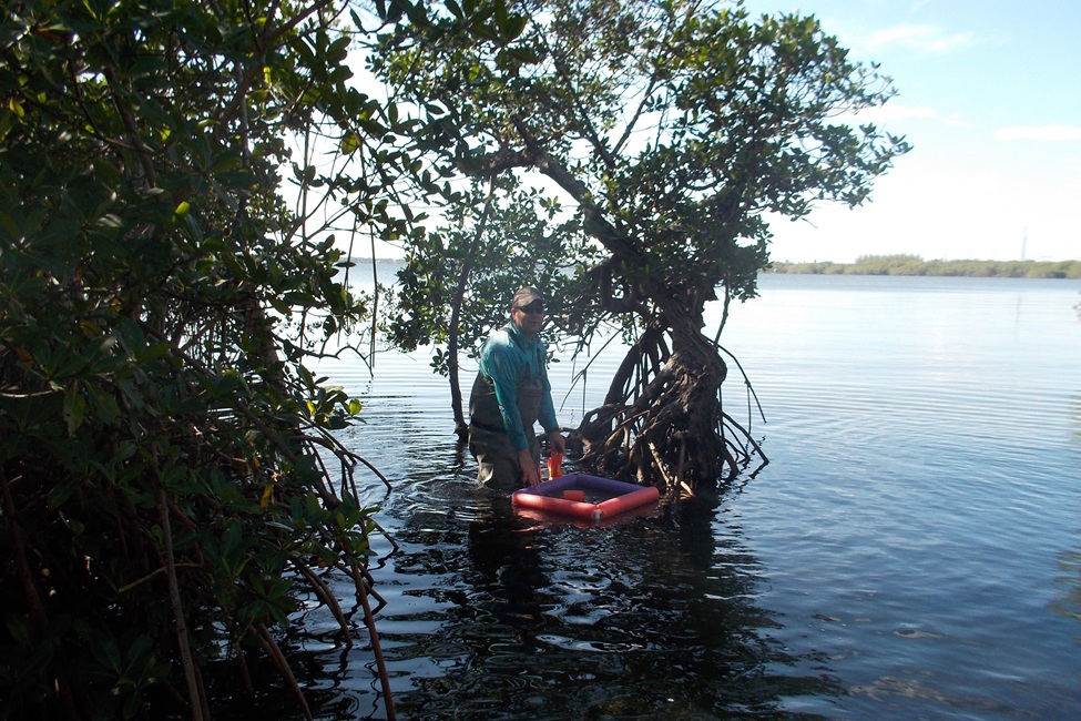 Christopher Moore, Ph.D., senior author, retrieving samples from the Indian River Lagoon for the research. (Photo credit: Brianna Davis)