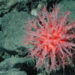 Mushroom soft coral on the Davidson Seamount at 1,470 meters depth (NOAA, Public domain, via Wikimedia Commons)