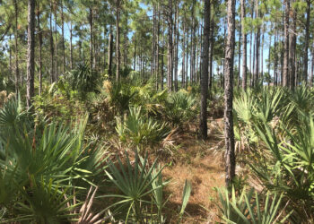 Larry and Penny Thompson Memorial Park and Campground, in Miami, an example of a pine rockland habitat and one of the sampling sites in this study. South Florida slash pine are the keystone trees in this habitat. (Photo Credit: Elena Karlsen-Ayala)