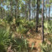 Larry and Penny Thompson Memorial Park and Campground, in Miami, an example of a pine rockland habitat and one of the sampling sites in this study. South Florida slash pine are the keystone trees in this habitat. (Photo Credit: Elena Karlsen-Ayala)