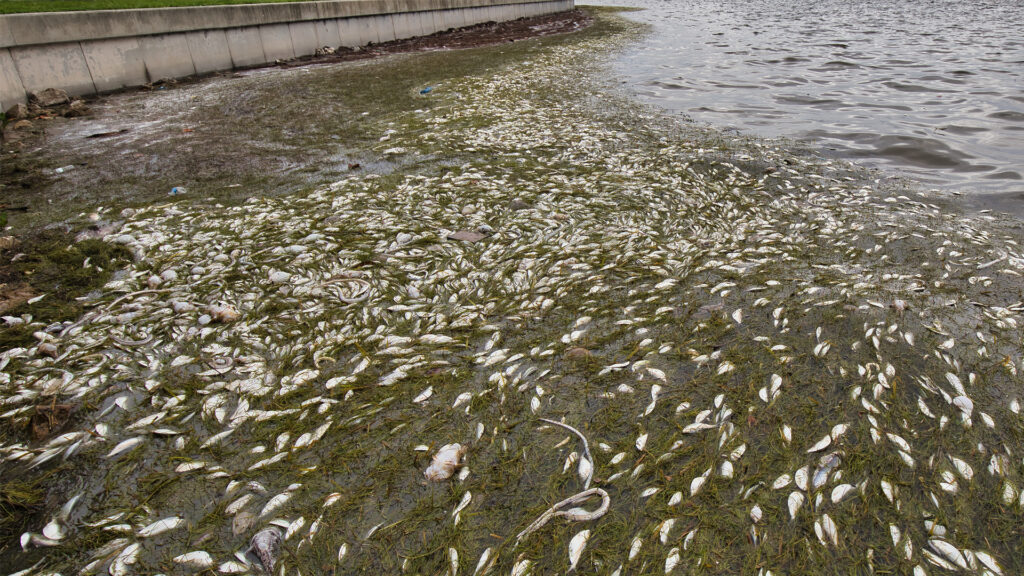 Dead fish along a seawall in Tampa Bay during a red tide event in St. Petersburg (iStock image)