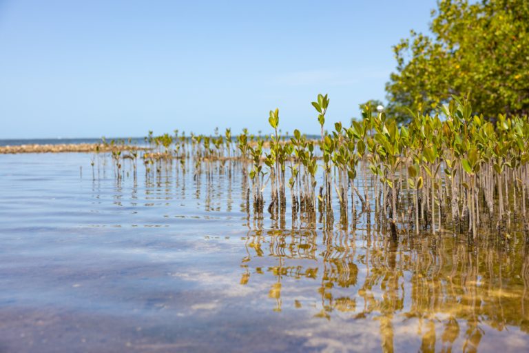 Young mangroves (Photo courtesy Sanibel-Captiva Conservation Foundation)