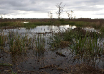 Pieces of ancient stumps, roots and cypress knees hauled up during maintenance work at the Altamaha Wildlife Management Area on the Georgia Coast lie in the foreground of this flooded field. (FAU)