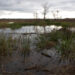 Pieces of ancient stumps, roots and cypress knees hauled up during maintenance work at the Altamaha Wildlife Management Area on the Georgia Coast lie in the foreground of this flooded field. (FAU)