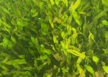 A close-up of the green seaweed, Caulerpa prolifera, in Florida’s Indian River Lagoon taken in 2021 during the study period. (FAU)