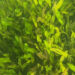 A close-up of the green seaweed, Caulerpa prolifera, in Florida’s Indian River Lagoon taken in 2021 during the study period. (FAU)