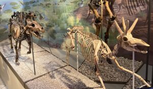 All that’s left of dire wolves today are bones, like these skulls on display in a museum. (Ryan Schwark, CC0, via Wikimedia Commons)