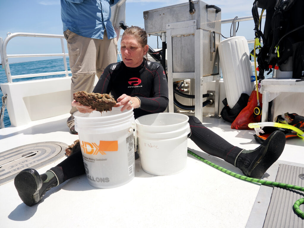 Kristine White of Georgia College and State University examines a rock for amphipods, tiny shrimplike crustaceans. (Natalie van Hoose photo)