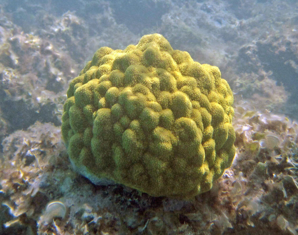 Mustard hill coral on a reef in the Bahamas (James St. John, CC BY 2.0, via Wikimedia Commons)