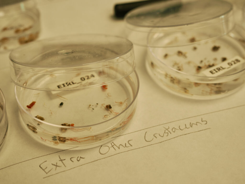 Specialists sort through organic material to find and identify an array of aquatic invertebrates. (Natalie van Hoose photo)