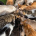 A group of cats feeding (iStock image)