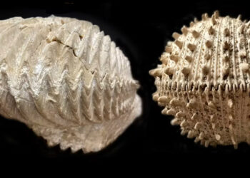 Fossils of an ultra-fortified oyster, left, and armored cockle (Smithsonian Institution)