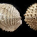 Fossils of an ultra-fortified oyster, left, and armored cockle (Smithsonian Institution)