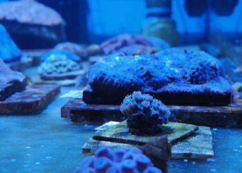 Florida corals at The Reef Institute. More corals now live on land and in artificial coastal nurseries than in their native Florida waters where disease, extreme heat, and bleaching have sent the reef into a dramatic decline. (Credit: Reef Keepers)