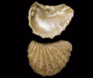 An ancient fossil of a pearly but tough trigoniid bivalve from the last mass extinction. The two matching shells show their elaborate hinge. (Smithsonian Institution)